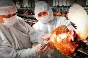 China: Confirmaron el primer caso de gripe aviar H3N8 en seres humanos