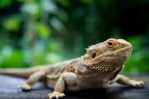 Dos de cada diez reptiles estn en "peligro de extincin"