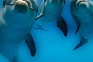 Rusia despliega delfines para defender su base naval del Mar Negro