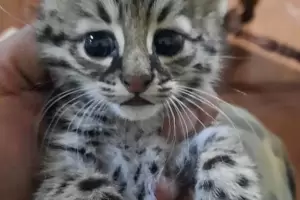 Encontraron en Banda de Varela un gato monts