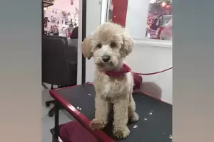 Llev al perro de su ex a cortarse el pelo y lo dej abandonado