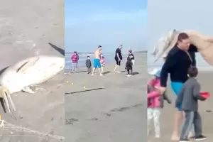 Captur un delfn en peligro de extincin, lo envolvi en una frazada y se lo llev