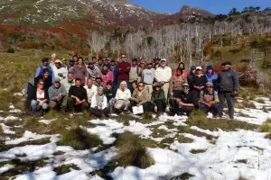 Sembraron 2500 araucarias en el Parque Nacional Lann para recuperar las zonas afectadas por los incendios