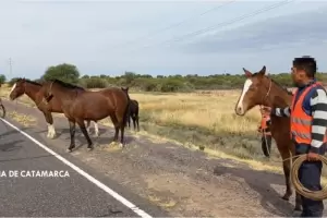 Operativo de captura de animales sueltos en Valle Viejo y Capayn