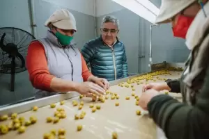 Empresa catamarque�a con exportaci�n de aceitunas a Australia