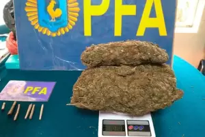 Unos alumnos tenan una cosecha de marihuana en su escuela