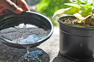 Tareas de limpieza: el 85 % de los mosquitos proviene de criaderos intradomiciliarios