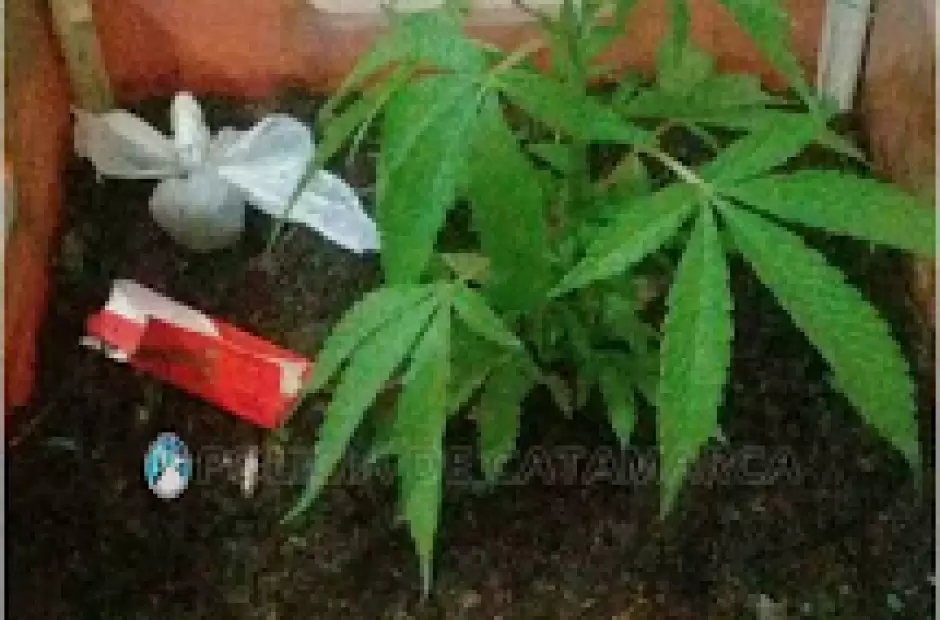 Secuestro de droga en Los Altos.