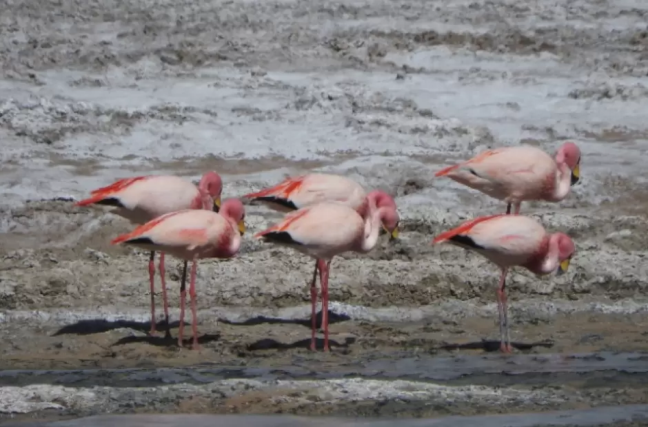 Especies aut�ctonas, por las que se vela y trabaja para su protecci�n.