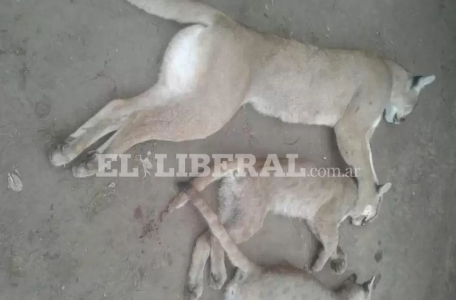 La madre junto a sus cr�as.