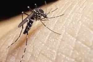 Jujuy report los dos primeros casos importados de dengue