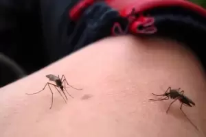 Detectaron en Brasil una variante del virus del dengue que puede causar infecciones ms graves