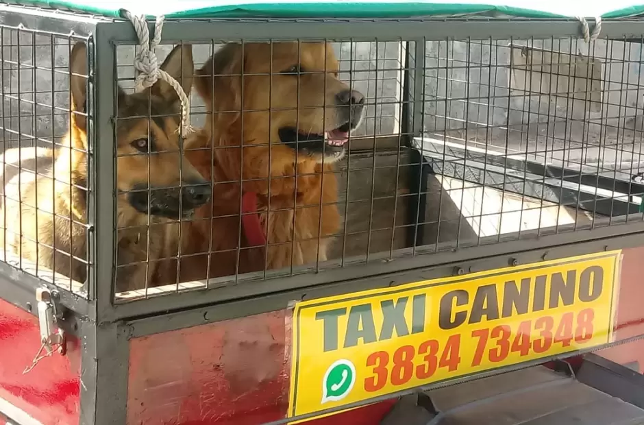 Servicio de taxis. Las mascotas tienen ahora una nueva forma de traslado.