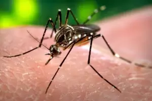 Alerta por el aumento de los casos de dengue en el pas: evalan aplicar una vacuna japonesa