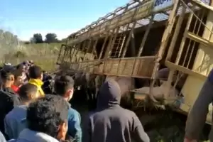 Volc un camin con cerdos vivos y violaron la cuarentena para carnearlos en la ruta