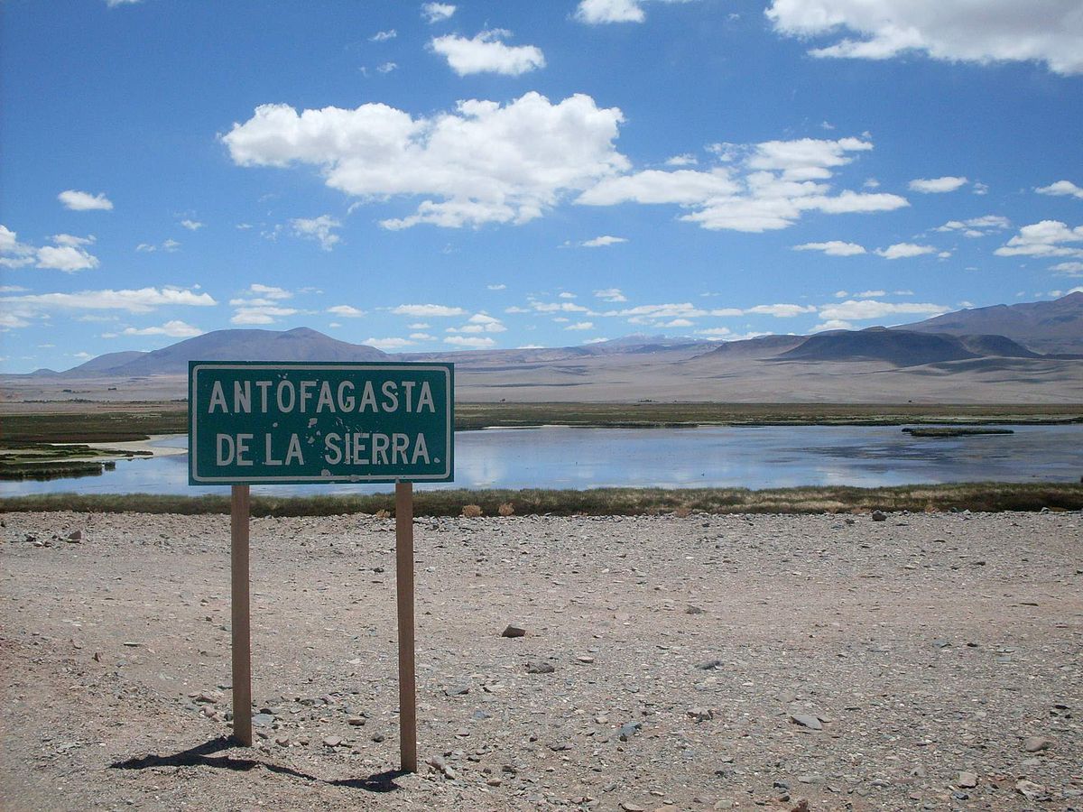 Dead flamingo in Antofagasta de la Sierra: they analyze whether it was bird flu