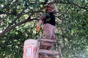 Docentes de Icao venden mandarinas para comprar insumos de higiene para su escuela