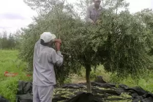 Aceitera andalgalense en aislamiento preventivo por un caso positivo