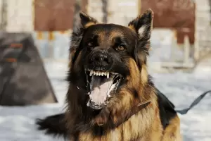 Un nio result herido en el rostro por el ataque de un perro