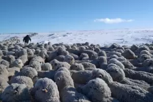 Por las fuertes nevadas en la Patagonia, el campo ya advierte sobre una posible desaparicin de la ganadera