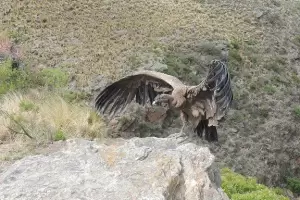 Liberaron al cndor encontrado en Fray Mamerto Esqui