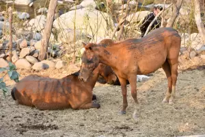 El fuego no da tregua: rescatan caballos atrapados en los incendios