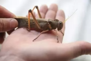 Alerta fitosanitaria en el pas por la plaga 'tucura quebrachera'