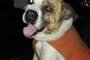 Tras ser atropellado por un camin de basura, falleci hoy Copito