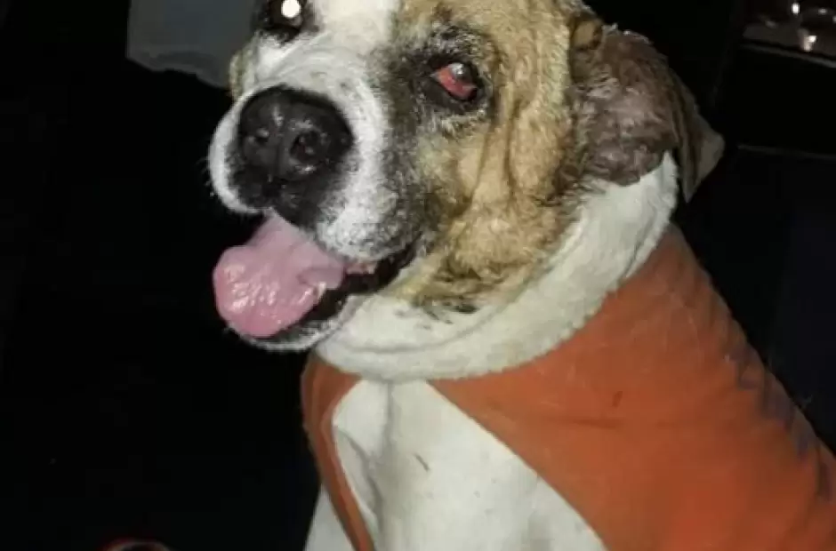 Tristeza y repudio por el fallecimiento del conocido callejerito.