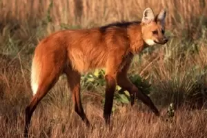Indignante: mataron un aguar guaz, subieron a redes fotos como si fuera un trofeo de caza y fueron detenidos