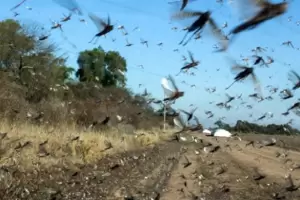 Video: una manga de langostas lleg a Beln