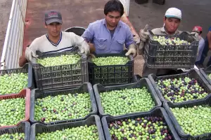 UATRE reclama un acuerdo salarial urgente para trabajadores oliv�colas y advierte falta de definiciones