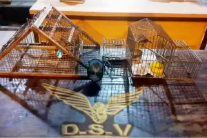 Secuestran aves canoras y tramperas en Capayn