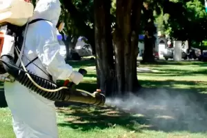 Riesgo de sindemia: ya hay casos de dengue en pleno rebrote de coronavirus