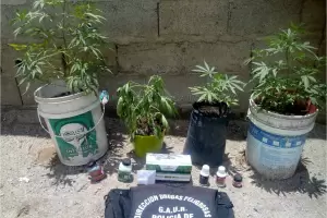 Le secuestraron las plantas de marihuana que cultivaba en su vivienda
