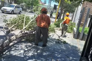 Se registraron rfagas de 72 km/h y hubo cada de rboles