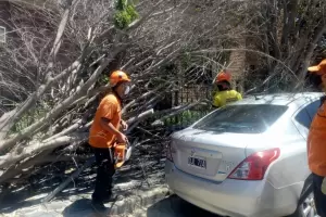 Alerta: se registran rfagas de 60 km/h y se asiste a vecinos por cada de rboles