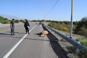 Animales sueltos: una camioneta impact contra un caballo en la ruta 40