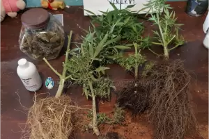 Secuestran plantines de marihuana en Ambato