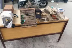 Secuestran aves canoras en un puesto caminero de Valle Viejo
