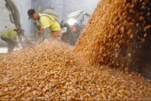 Fuerte crecimiento en las ventas de maz en el debut del dlar agro