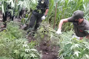 Gendarmera encontr una plantacin de marihuana en una casa de familia