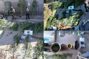 Allanan una casa en la zona norte y secuestran plantas de marihuana