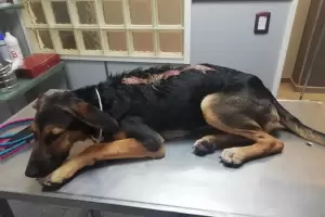 Maltrato animal: le tiraron agua hirviendo, fue rescatada y piden colaboracin para su curacin