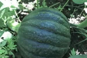 Banco de semillas: se registra una excelente calidad en zapallo cabuto