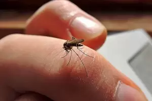 Cronograma de acciones para la prevencin de Dengue