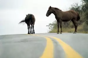 Animales en la ruta: dos accidentes con lesiones graves en Beln