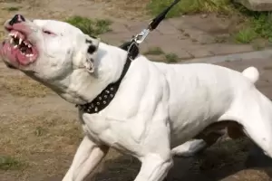 Nio herido por un dogo se recupera tras ser operado