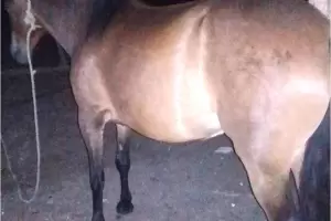 Santa Rosa: cay un joven tras robar una yegua