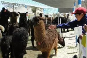 Una Feria de la Puna en pandemia